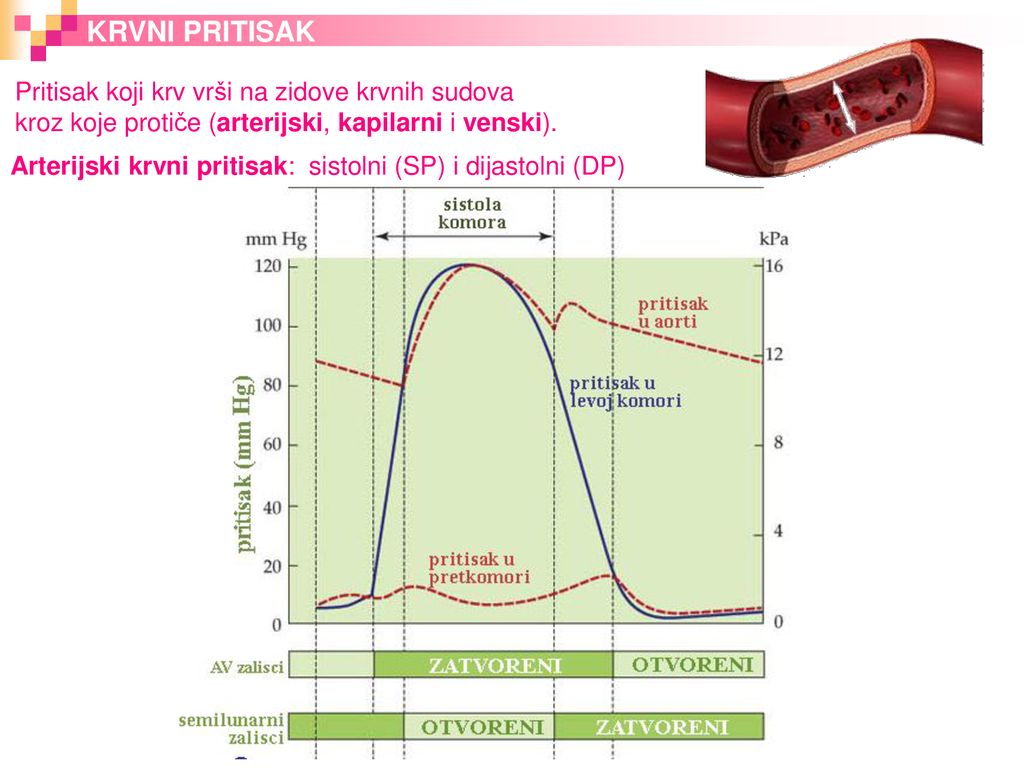 peptid s hipertenzijom
